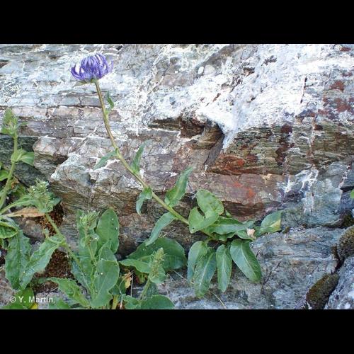 <i>Phyteuma orbiculare </i>L., 1753 subsp.<i> orbiculare</i> &copy; NULL