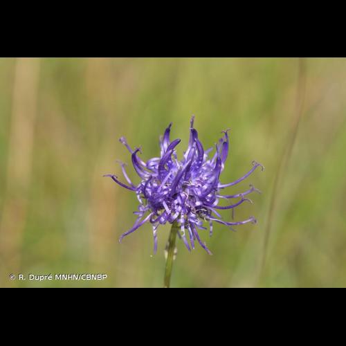 <i>Phyteuma orbiculare </i>subsp.<i> tenerum</i> (Rich.Schulz) Braun-Blanq., 1933 &copy; R. Dupré MNHN/CBNBP