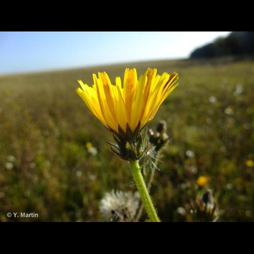 <i>Picris hieracioides </i>L., 1753 subsp.<i> hieracioides</i> © NULL