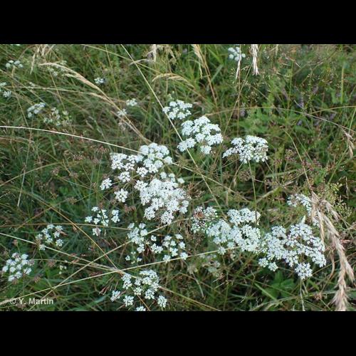 <i>Pimpinella saxifraga </i>L., 1753 subsp.<i> saxifraga</i> &copy; NULL