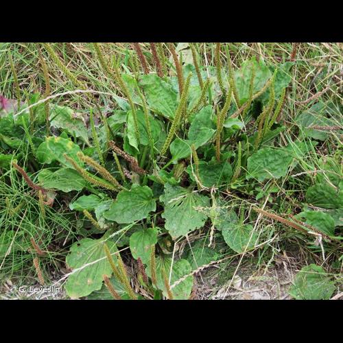 <i>Plantago major </i>L., 1753 subsp.<i> major</i> © G. Leveslin