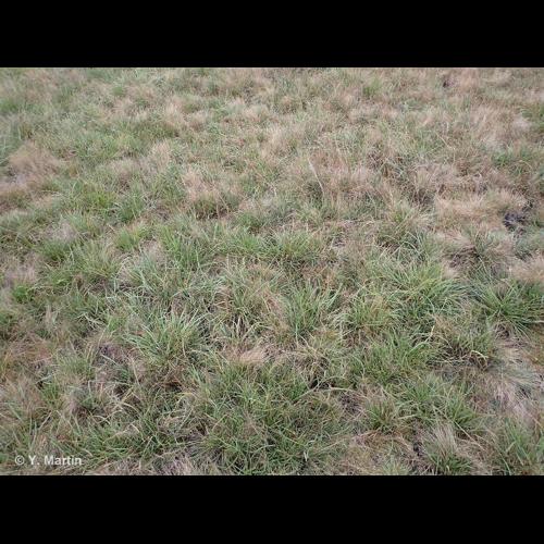 <i>Plantago maritima </i>L., 1753 subsp.<i> maritima</i> &copy; NULL