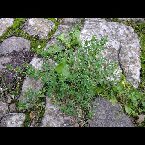 <i>Polygonum aviculare </i>subsp.<i> depressum</i> (Meisn.) Arcang., 1882 &copy; NULL