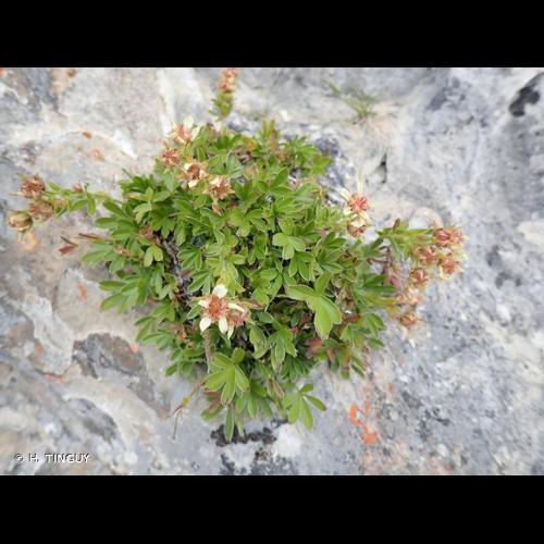 <i>Potentilla caulescens </i>L., 1756 subsp.<i> caulescens</i> © H. TINGUY