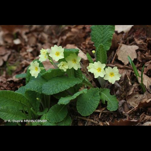 <i>Primula vulgaris </i>Huds., 1762 subsp.<i> vulgaris</i> © R. Dupré MNHN/CBNBP