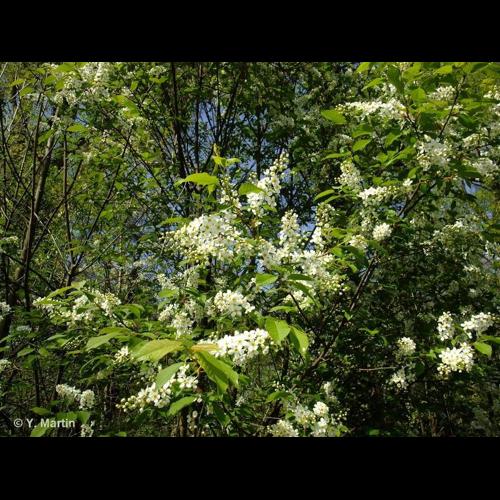 <i>Prunus padus </i>L., 1753 var.<i> padus</i> &copy; NULL