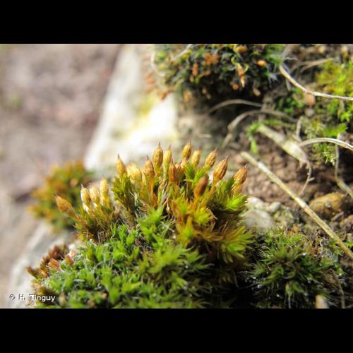 <i>Orthotrichum anomalum</i> Hedw., 1801 © H. Tinguy
