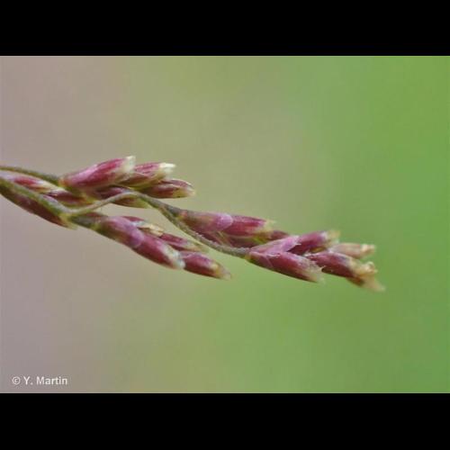 <i>Puccinellia distans </i>(Jacq.) Parl., 1848 subsp.<i> distans</i> © NULL