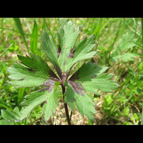 <i>Ranunculus acris </i>subsp.<i> friesianus</i> (Jord.) Syme, 1863 © H. Tinguy