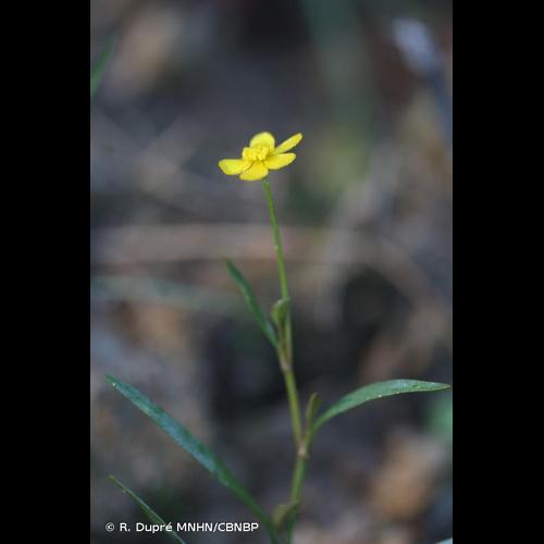 <i>Ranunculus flammula </i>L., 1753 var.<i> flammula</i> © R. Dupré MNHN/CBNBP