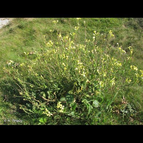 <i>Raphanus raphanistrum </i>subsp.<i> landra</i> (Moretti ex DC.) Bonnier & Layens, 1894 &copy; H. Tinguy