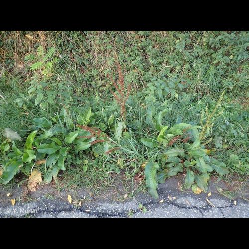 <i>Rumex obtusifolius </i>L., 1753 subsp.<i> obtusifolius</i> &copy; NULL