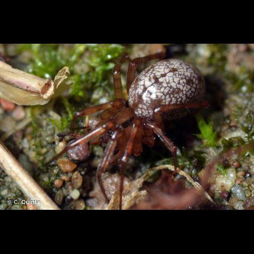 <i>Stemonyphantes lineatus</i> (Linnaeus, 1758) &copy; C. Quintin