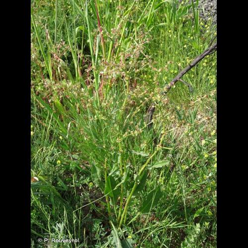 <i>Rumex pulcher </i>subsp.<i> woodsii</i> (De Not.) Arcang., 1882 © P. Rouveyrol