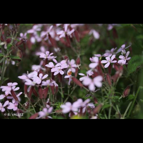 <i>Saponaria ocymoides </i>L., 1753 subsp.<i> ocymoides</i> © E. VALLEZ