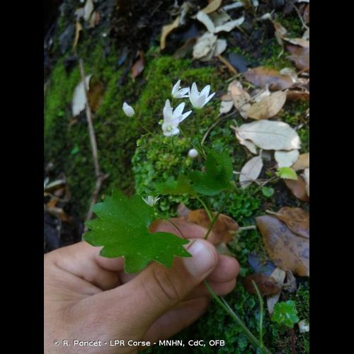 <i>Saxifraga rotundifolia </i>L., 1753 subsp.<i> rotundifolia</i> &copy; R. Poncet - LPR Corse - MNHN, CdC, OFB