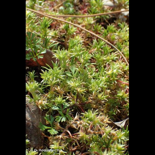 <i>Scleranthus annuus </i>L., 1753 subsp.<i> annuus</i> © O. Roquinarc'h