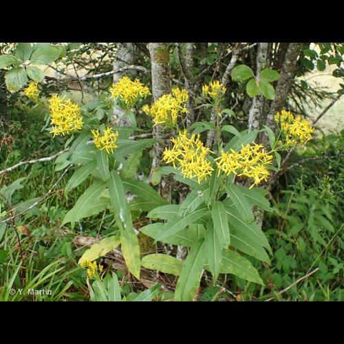 <i>Senecio ovatus </i>subsp.<i> alpestris</i> (Gaudin) Herborg, 1987 © NULL
