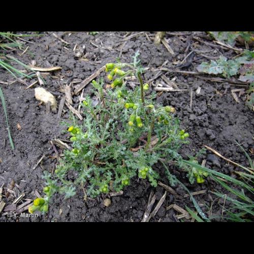 <i>Senecio vulgaris </i>L., 1753 subsp.<i> vulgaris</i> © NULL