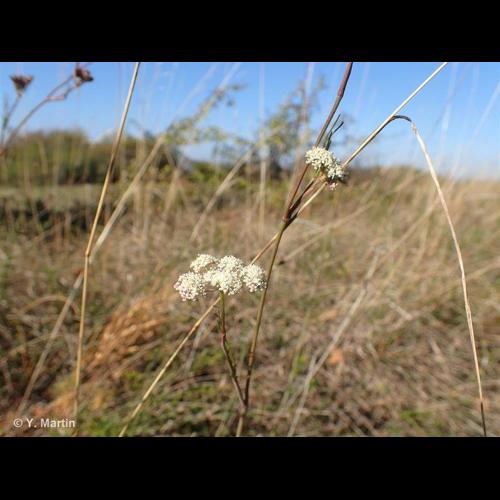 <i>Seseli montanum </i>L., 1753 subsp.<i> montanum</i> © NULL