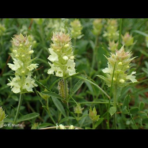 <i>Sideritis hyssopifolia </i>L., 1753 subsp.<i> hyssopifolia</i> © NULL