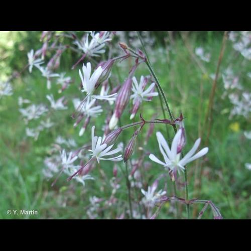 <i>Silene nutans </i>L., 1753 subsp.<i> nutans</i> &copy; NULL