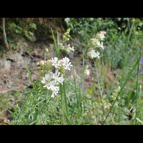 <i>Silene vulgaris </i>(Moench) Garcke, 1869 subsp.<i> vulgaris</i> © NULL