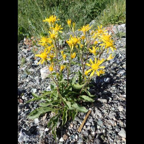 <i>Solidago virgaurea </i>subsp.<i> minuta</i> (L.) Arcang., 1882 © H. TINGUY