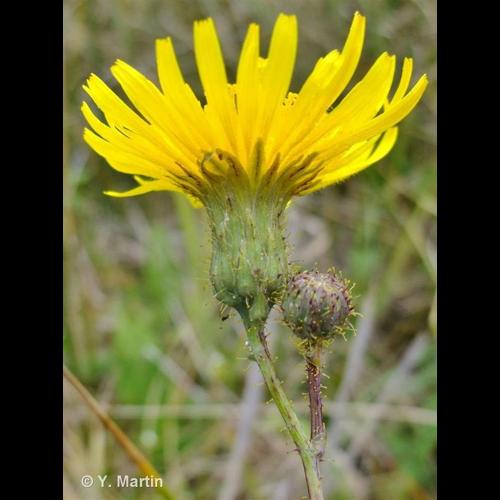 <i>Sonchus arvensis </i>L., 1753 subsp.<i> arvensis</i> © NULL