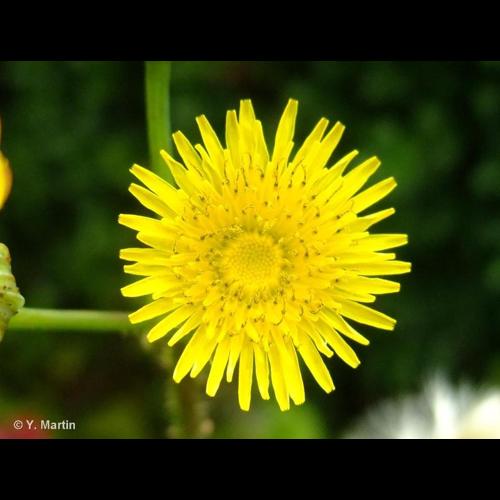 <i>Sonchus asper </i>(L.) Hill, 1769 subsp.<i> asper</i> &copy; NULL