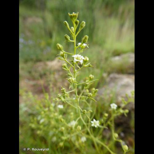 <i>Thesium humifusum </i>subsp.<i> divaricatum</i> (Mert. & W.D.J.Koch) Bonnier & Layens, 1894 © P. Rouveyrol