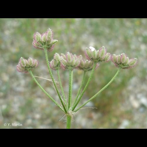 <i>Torilis arvensis </i>(Huds.) Link, 1821 subsp.<i> arvensis</i> © NULL