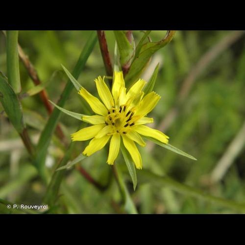 <i>Tragopogon pratensis </i>subsp.<i> minor</i> (Mill.) Hartm., 1846 © P. Rouveyrol