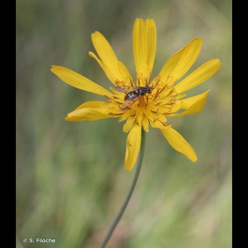 <i>Tragopogon pratensis </i>subsp.<i> orientalis</i> (L.) Čelak., 1871 © S. Filoche
