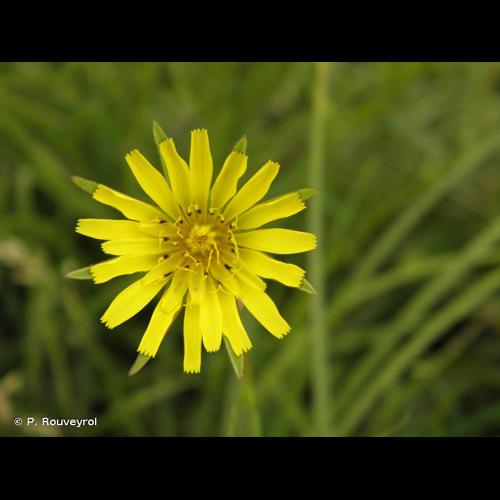 <i>Tragopogon pratensis </i>L., 1753 subsp.<i> pratensis</i> © P. Rouveyrol