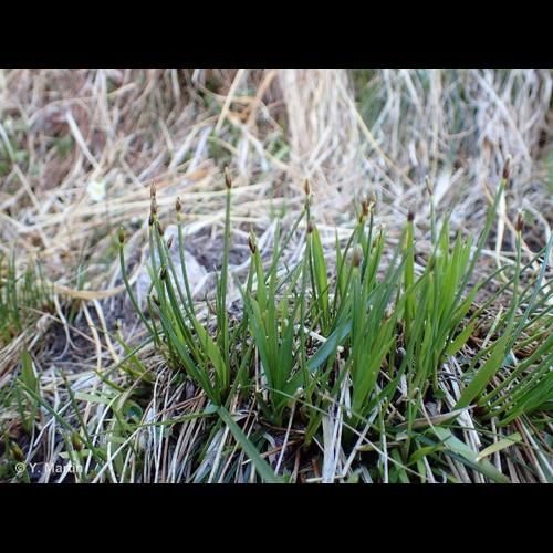 <i>Trichophorum cespitosum </i>(L.) Hartm., 1849 subsp.<i> cespitosum</i> &copy; NULL