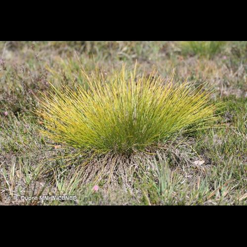 <i>Trichophorum cespitosum </i>subsp.<i> germanicum</i> (Palla) Hegi, 1908 © R. Dupré MNHN/CBNBP