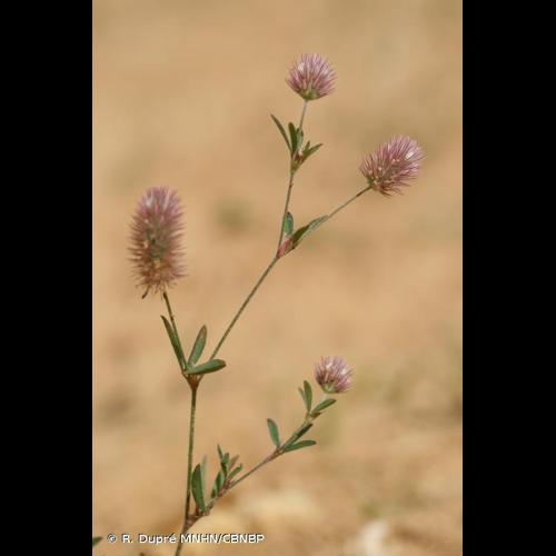 <i>Trifolium arvense </i>L., 1753 var.<i> arvense</i> © R. Dupré MNHN/CBNBP