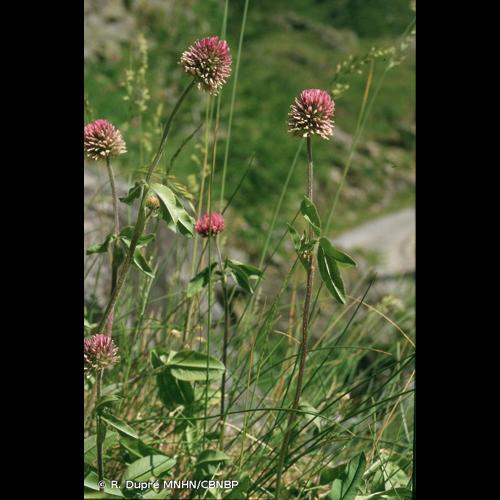 <i>Trifolium montanum </i>L., 1753 subsp.<i> montanum</i> © R. Dupré MNHN/CBNBP