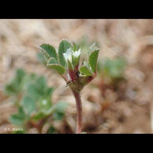 <i>Trifolium scabrum </i>L., 1753 subsp.<i> scabrum</i> © NULL