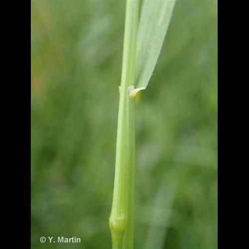 <i>Trisetum flavescens </i>(L.) P.Beauv., 1812 subsp.<i> flavescens</i> © NULL