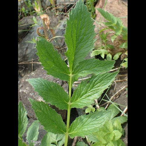 <i>Valeriana officinalis </i>L., 1753 var.<i> officinalis</i> © H. Tinguy