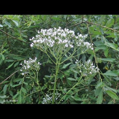 <i>Valeriana excelsa </i>subsp.<i> sambucifolia</i> (J.C.Mikan ex Pohl) Holub, 1997 © NULL