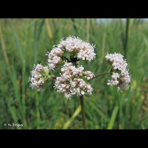 <i>Valeriana officinalis </i>subsp.<i> tenuifolia</i> (Vahl) Schübl. & G.Martens, 1834 &copy; H. Tinguy