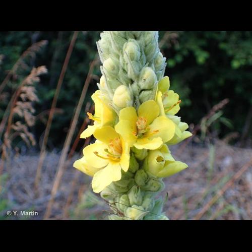 <i>Verbascum thapsus </i>L., 1753 subsp.<i> thapsus</i> © NULL