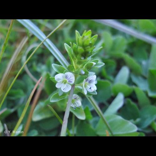 <i>Veronica serpyllifolia </i>L., 1753 subsp.<i> serpyllifolia</i> © NULL