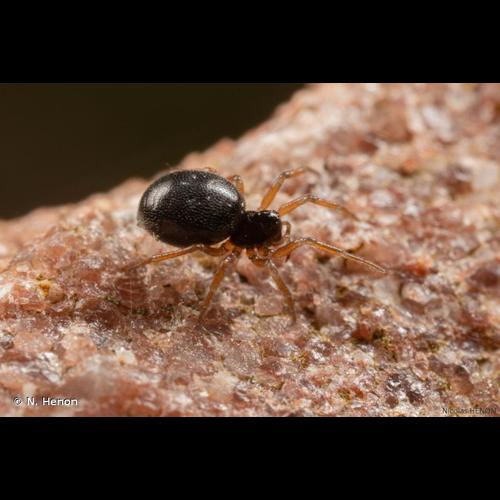 <i>Pelecopsis parallela</i> (Wider, 1834) © N. Henon