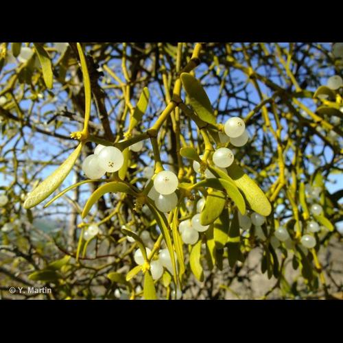 <i>Viscum album </i>L., 1753 subsp.<i> album</i> &copy; NULL