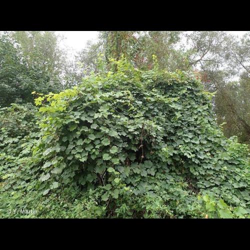 <i>Vitis vinifera </i>subsp.<i> sylvestris</i> (C.C.Gmel.) Hegi, 1925 &copy; NULL