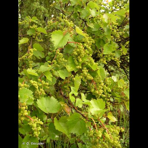 <i>Vitis vinifera </i>L., 1753 subsp.<i> vinifera</i> &copy; O. Escuder